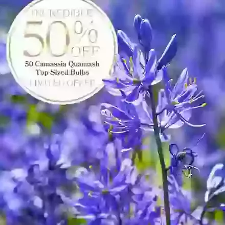 50 Camassia Quamash Half Price